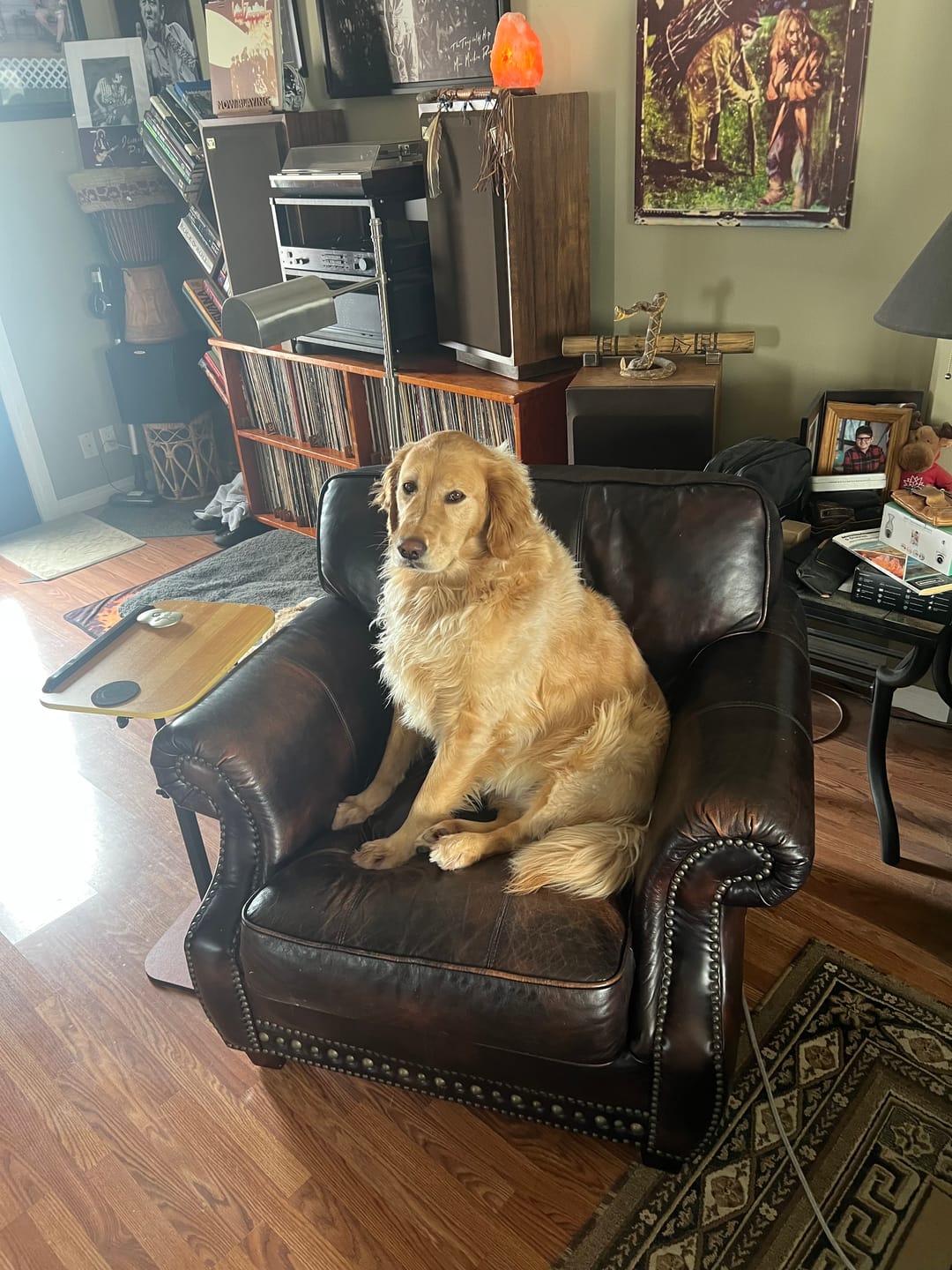 Customer photo review of 6 Inch Jumbo Braided Bully Stick
