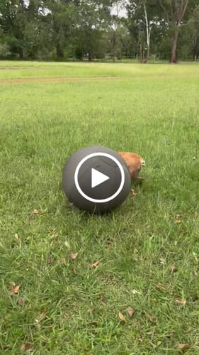 Customer video review of Outback Herder