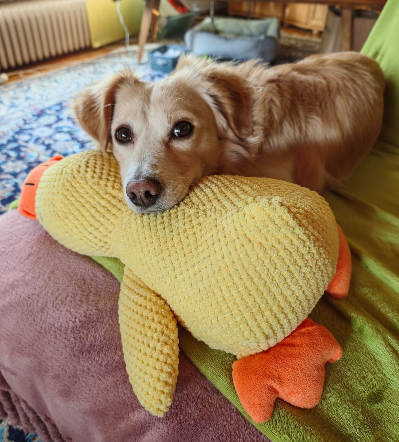 Customer photo review of HappyDuck™ – Anti-stress kosedyr