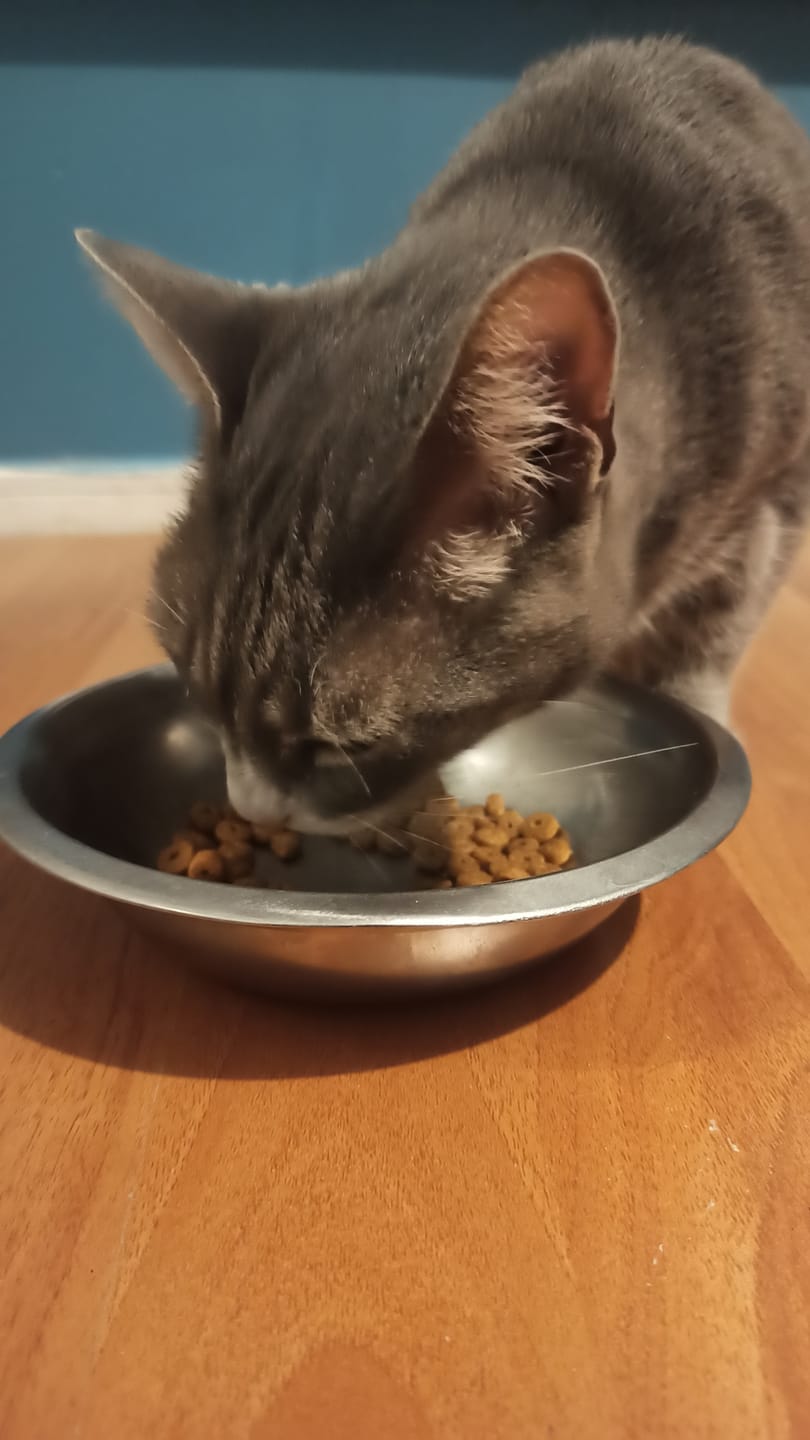 Customer photo review of Nomade Gato Adulto Mix proteico