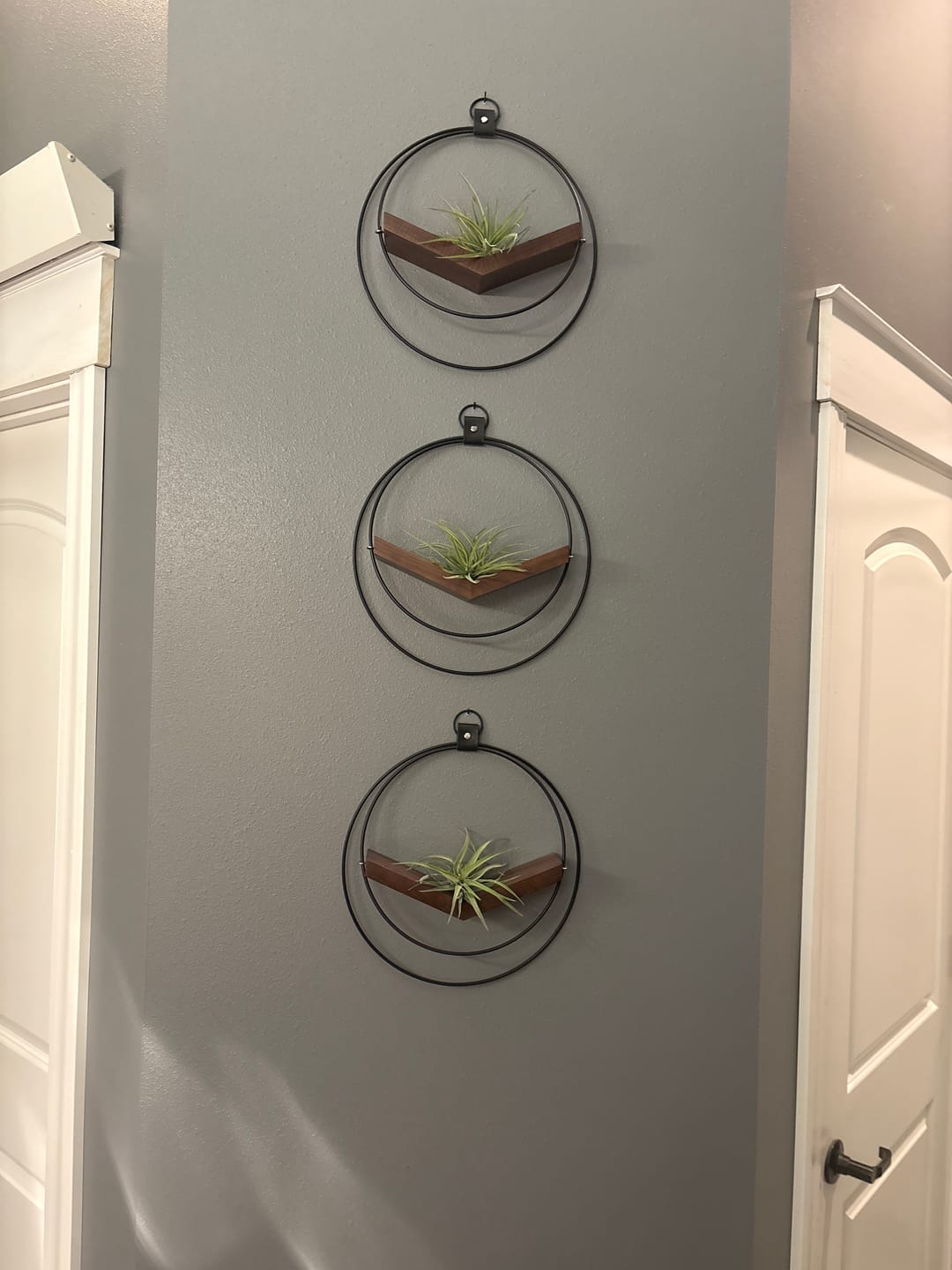 Customer photo review of Air Plant V-Hanger Trio