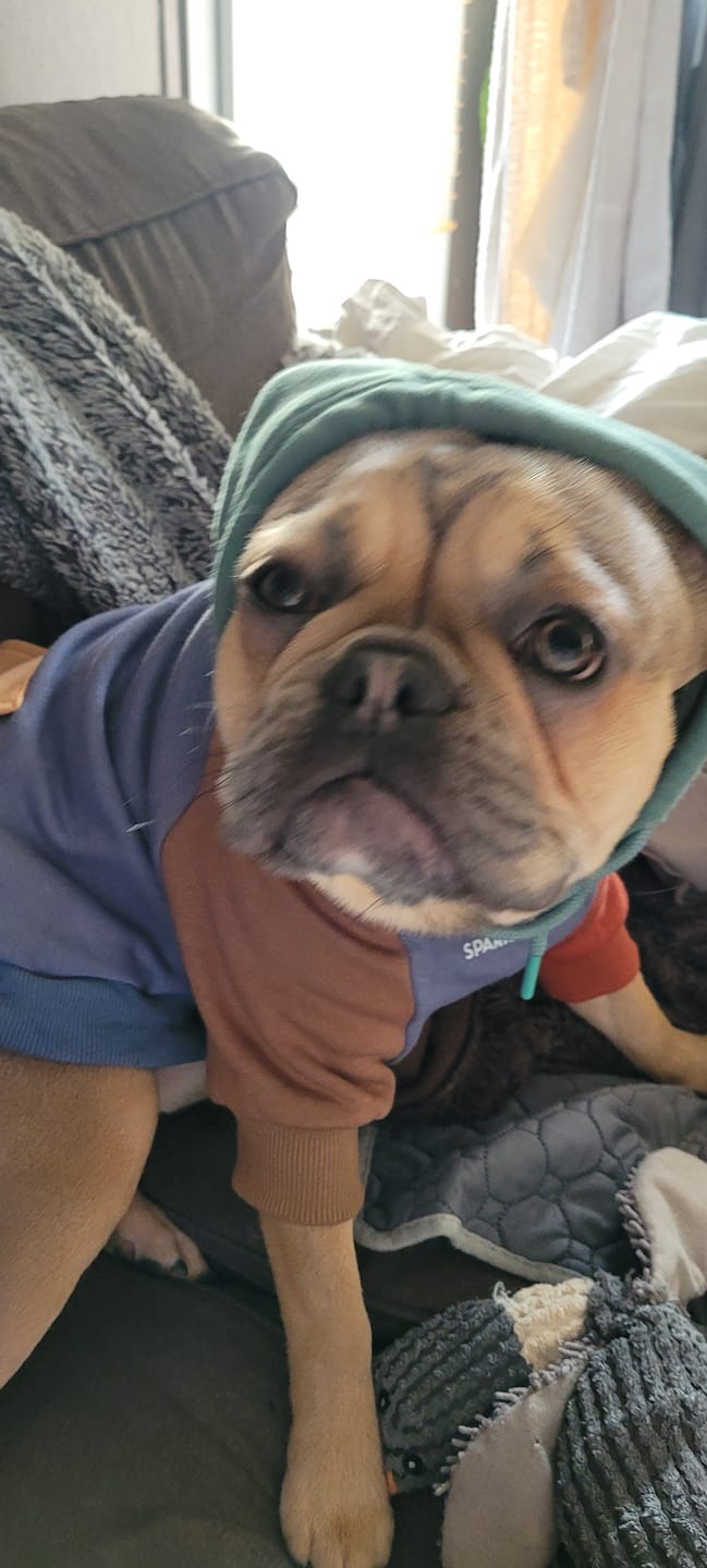 Customer photo review of Alpine Dog Hoodie
