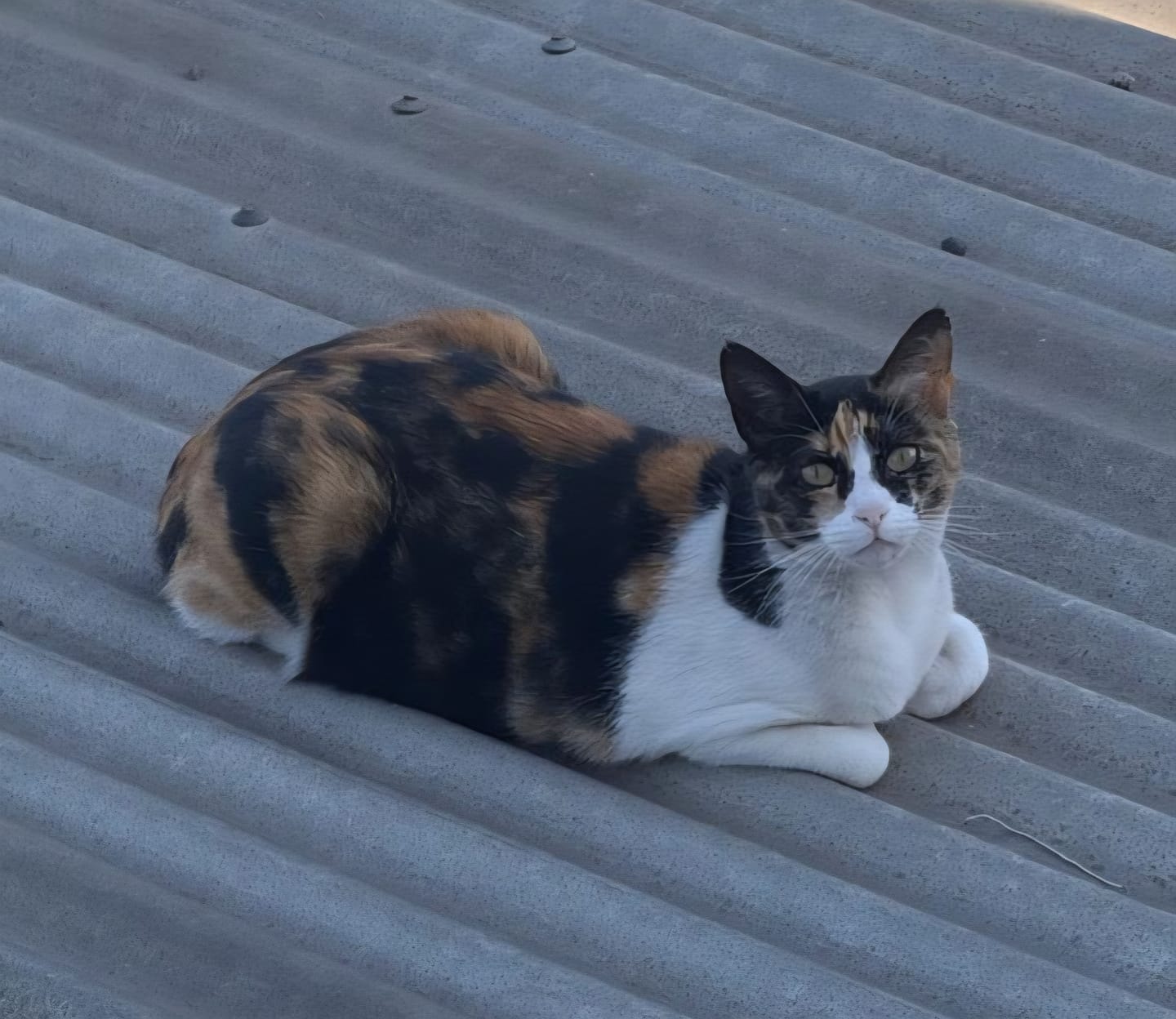 Customer photo review of Bravery Salmon Adult Cat
