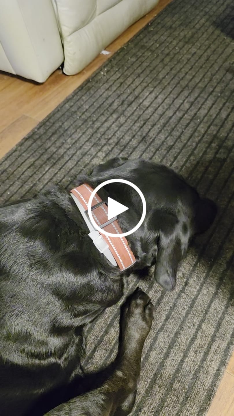 Customer video review of Ostrich Foot Bone (7" x 3.5"): The Flavorful & Long-Lasting Chew for Medium to Large Dogs