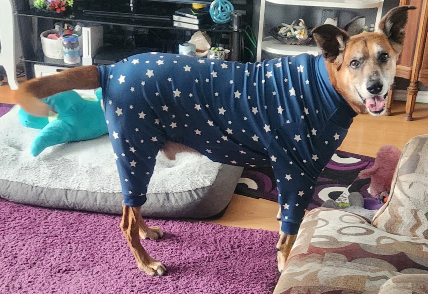 Customer photo review of Dog Pajama - Stars