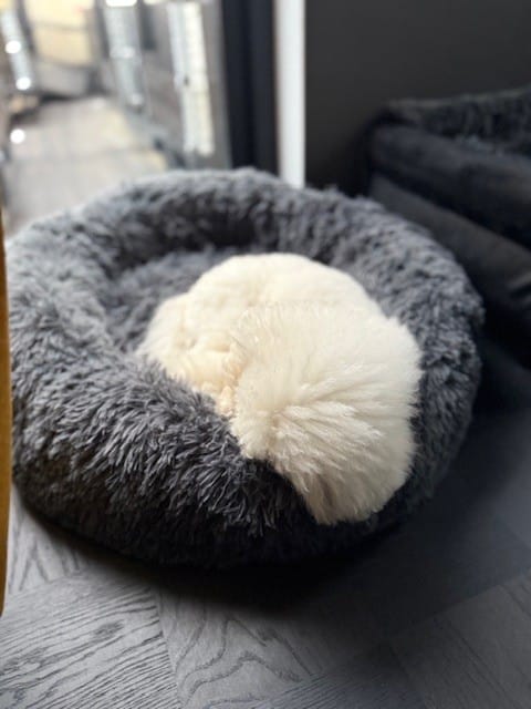 Customer photo review of CalmBlanket