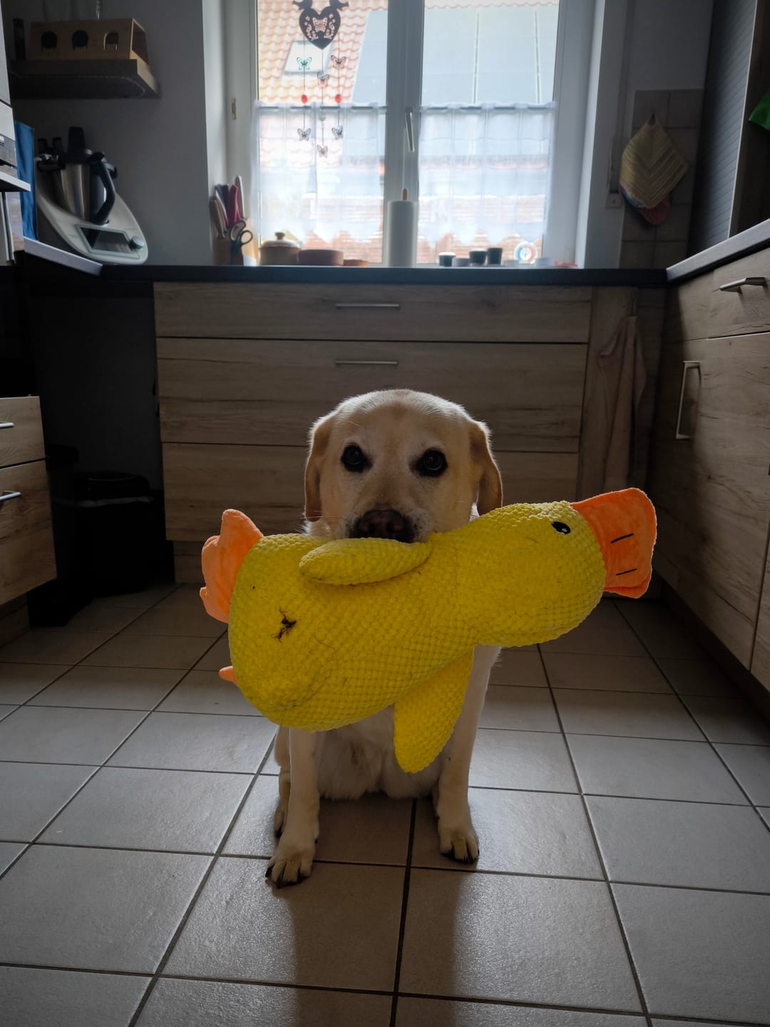 Customer photo review of HappyDuck™ – Anti-stress kosedyr