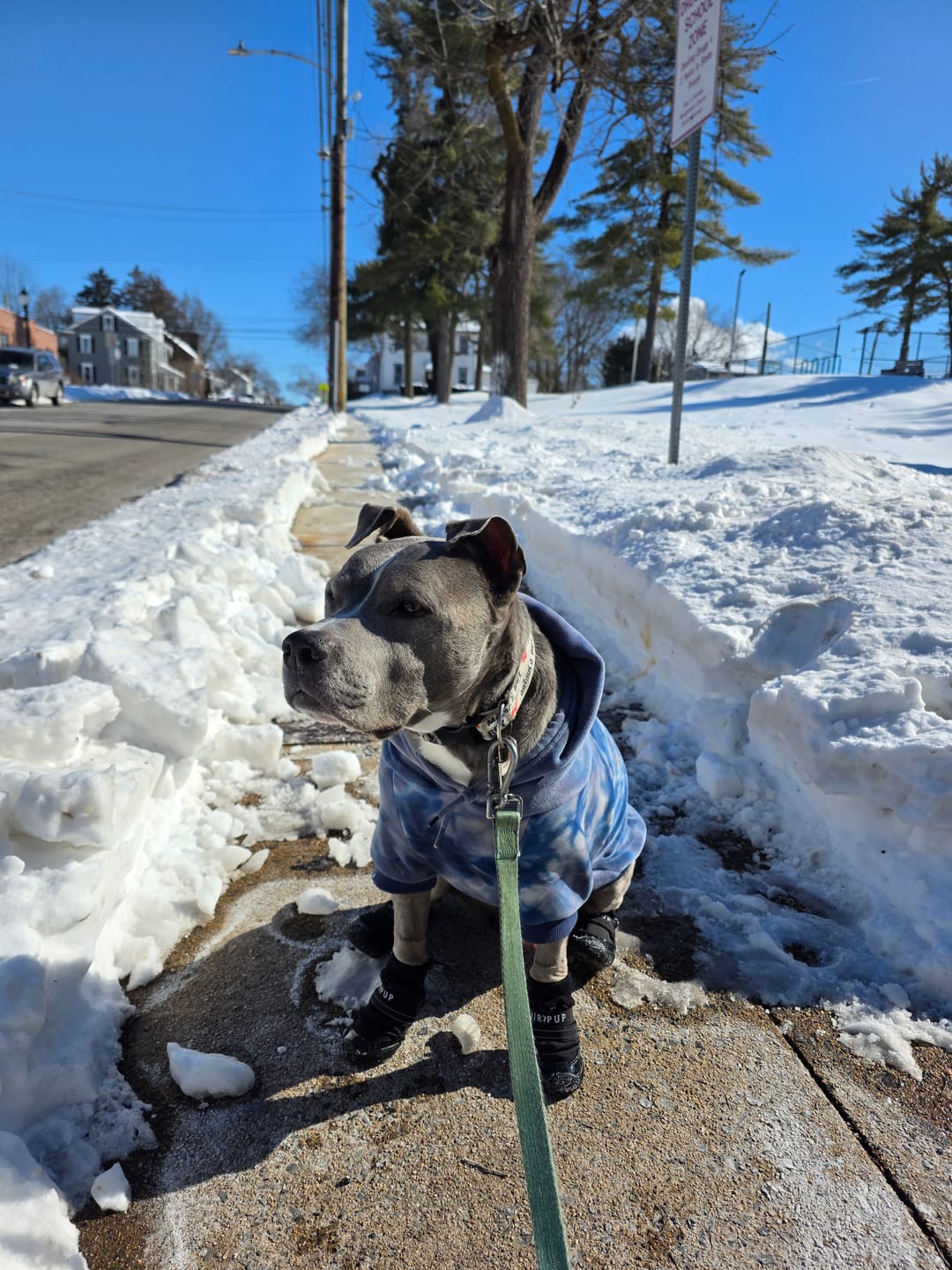 Customer photo review of AIR PUP SOCKS / BOOT LINERS