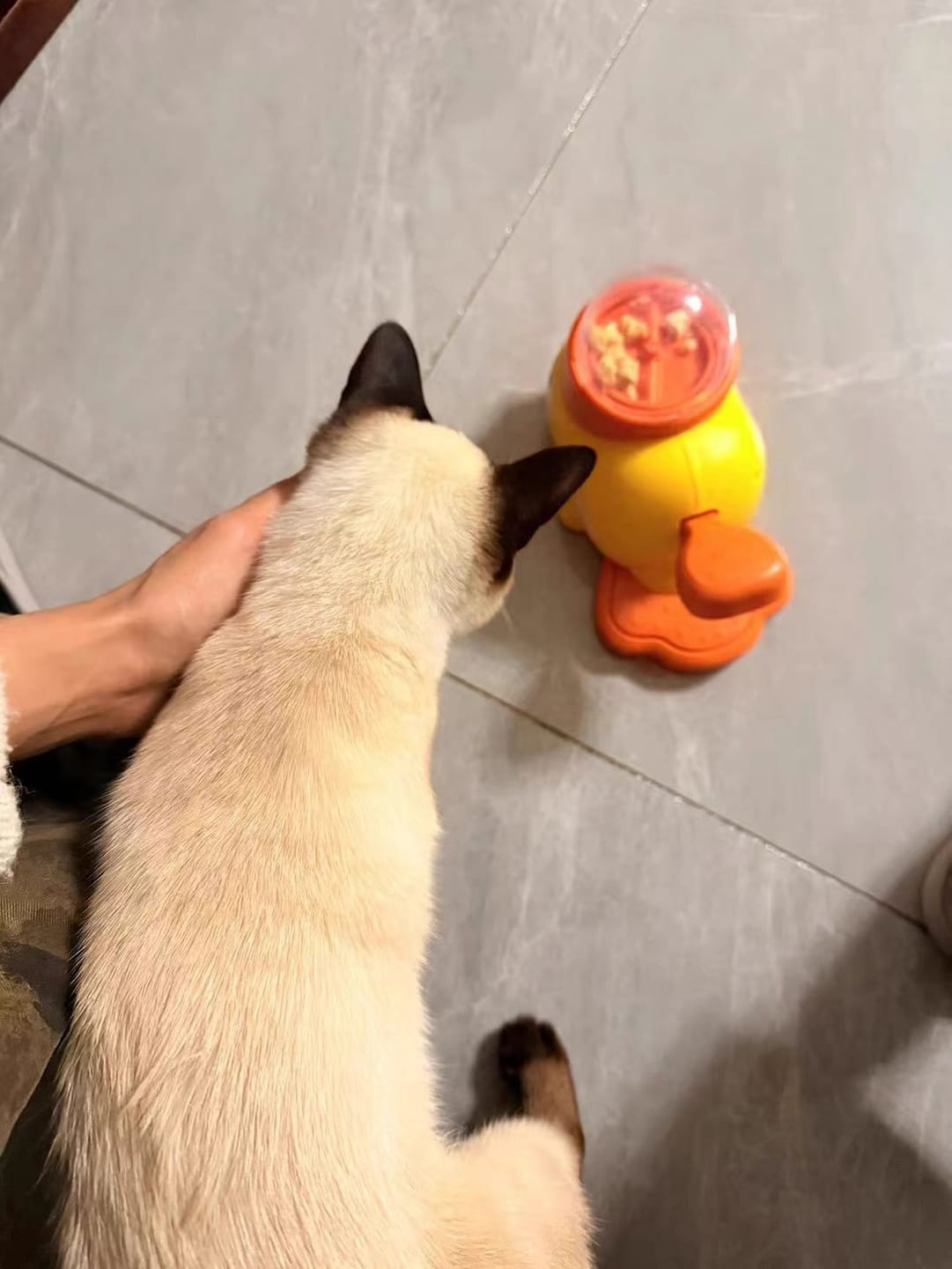 Customer photo review of Interactive Pet Feeder