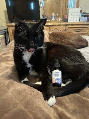Customer photo review of 1x Blisso Advanced Cat Probiotic