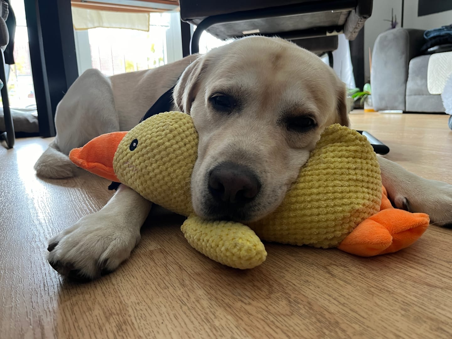 Customer photo review of HappyDuck™ – Anti-stress kosedyr