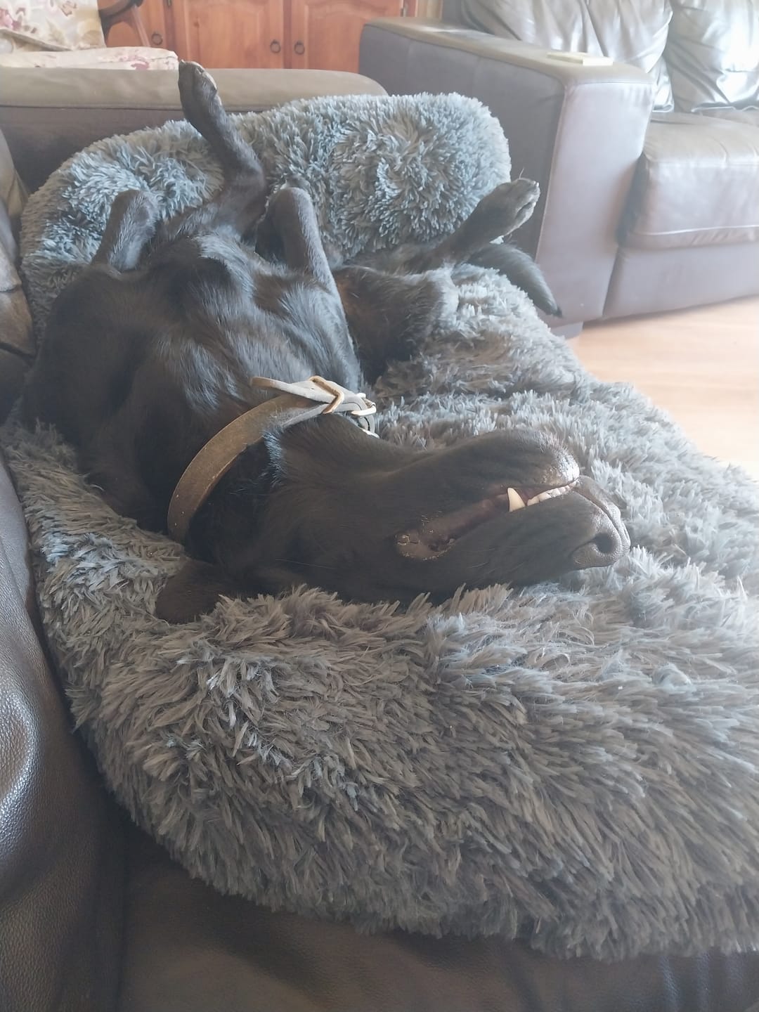 Customer photo review of Calming Couch Bed