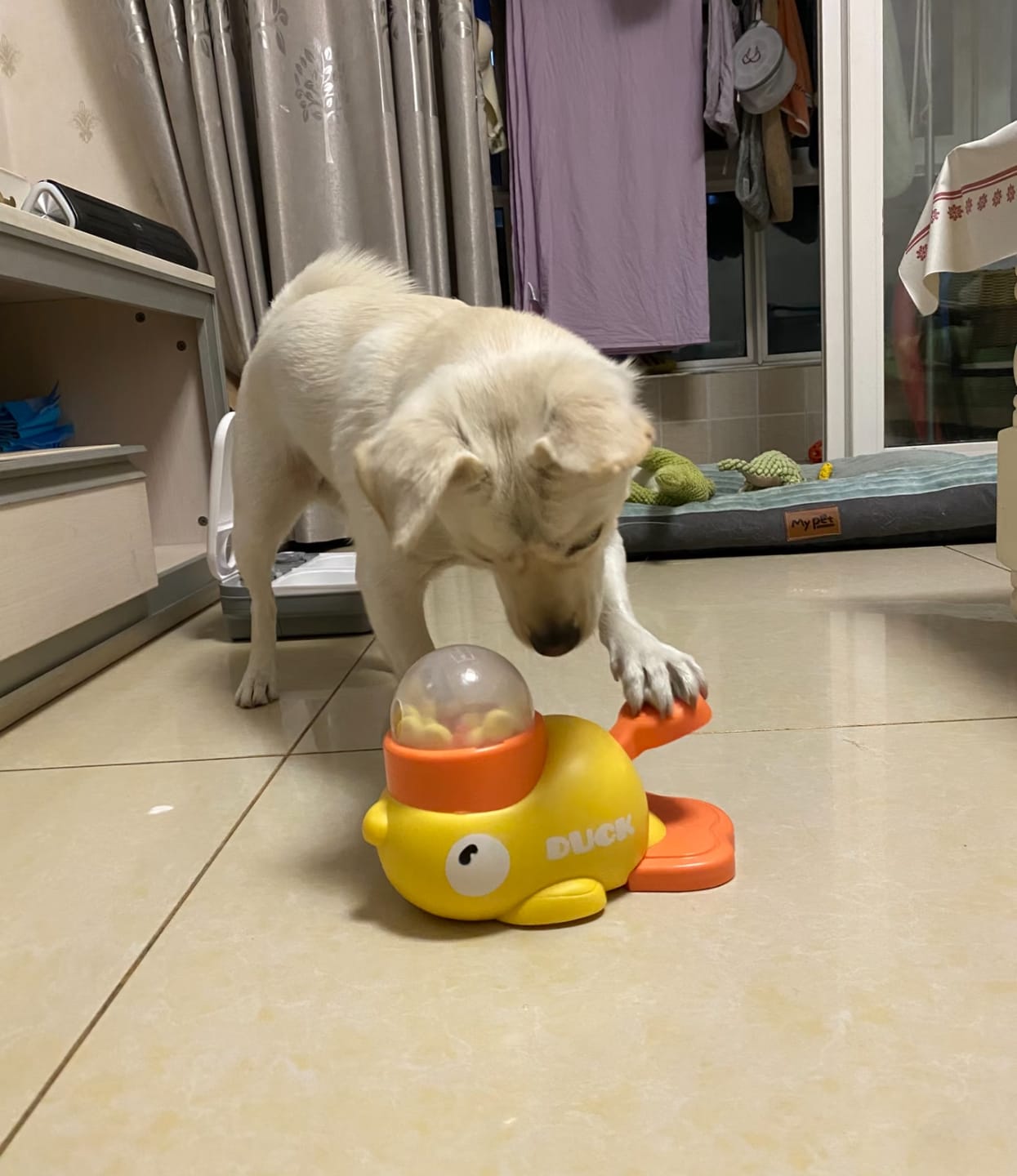 Customer photo review of Interactive Pet Feeder