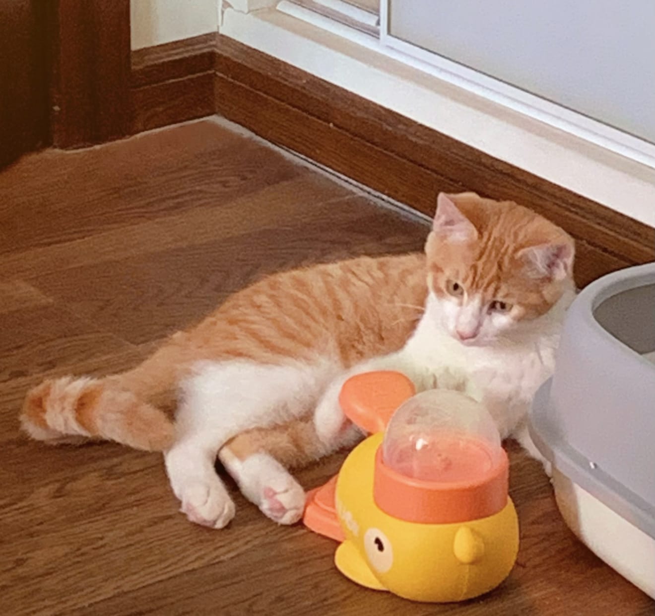 Customer photo review of Interactive Pet Feeder
