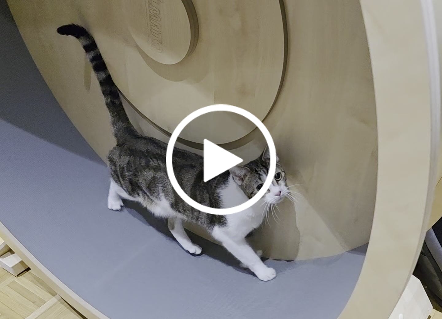Customer video review of Elmato Katzenlaufrad Rocky Standmodell