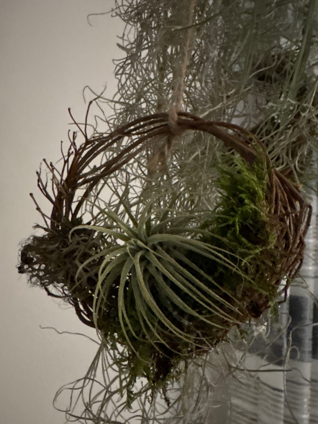 Customer photo review of Tillandsia schiedeana major - Mini Pulk