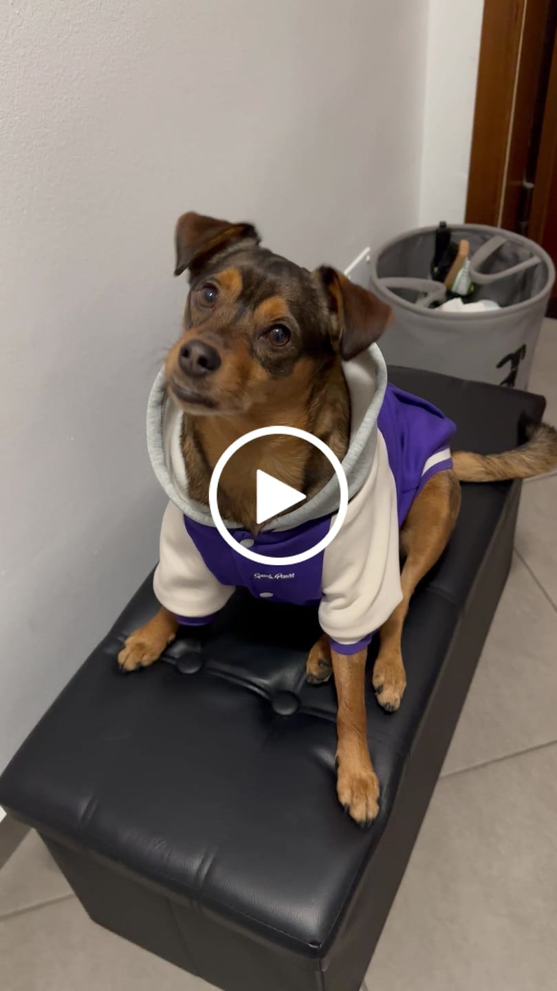 Customer video review of Dog Varsity Jacket - Purple