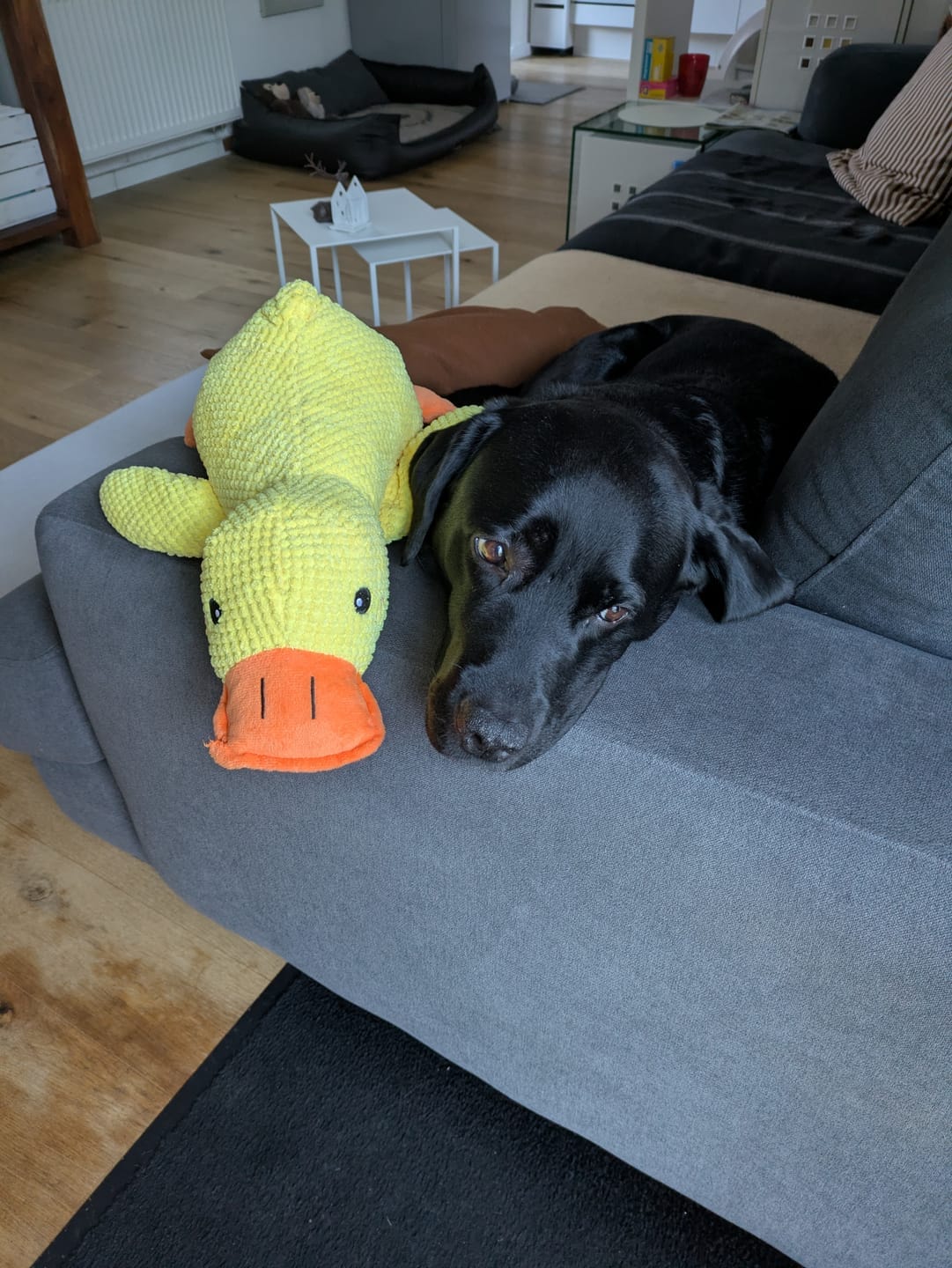 Customer photo review of HappyDuck™ – Anti-stress kosedyr