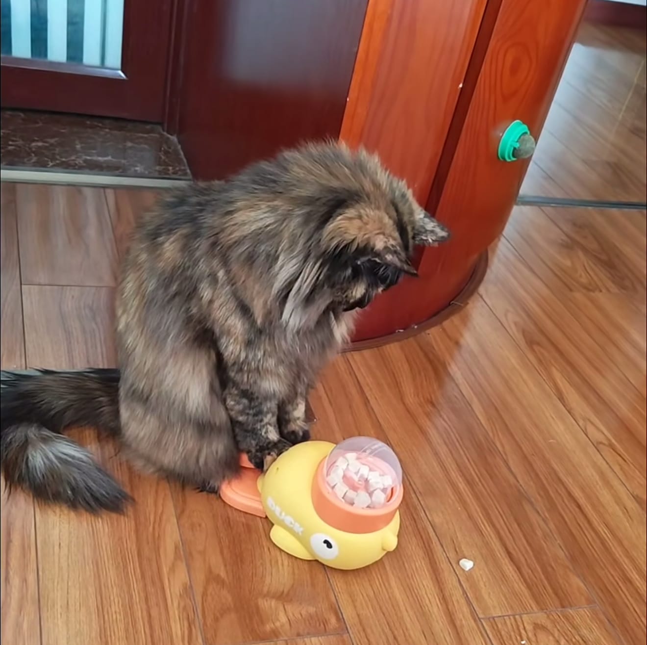 Customer photo review of Interactive Pet Feeder