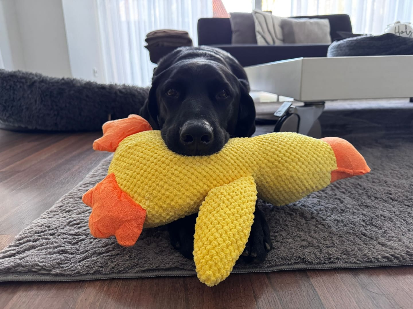Customer photo review of HappyDuck™ – Anti-stress kosedyr