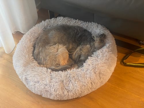 Customer photo review of Puppery Hundebett Wolke 7 - Das Original