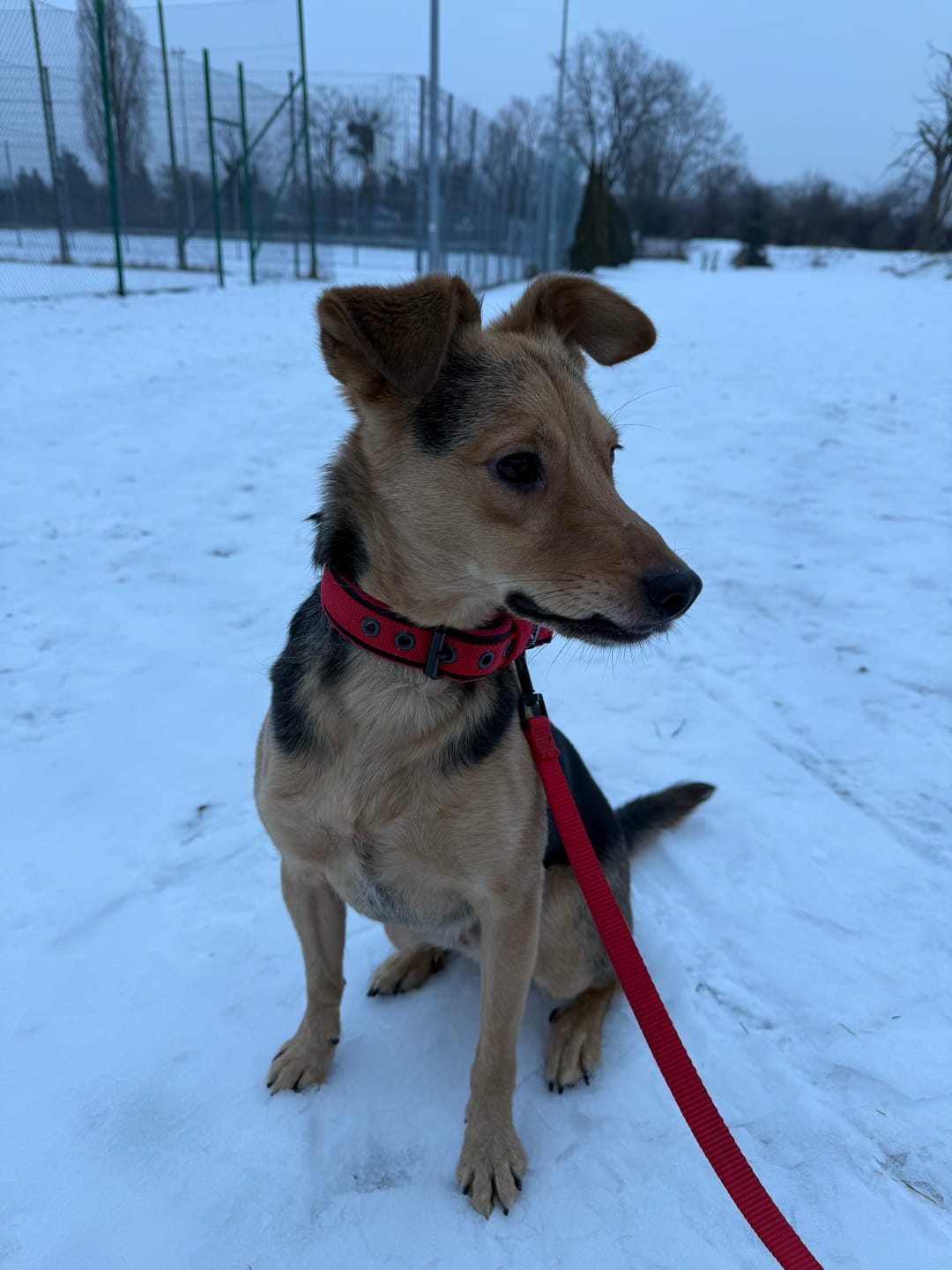 Customer photo review of Szeroka obroża z klamrą - Active Komfort Black Edition Czerwona