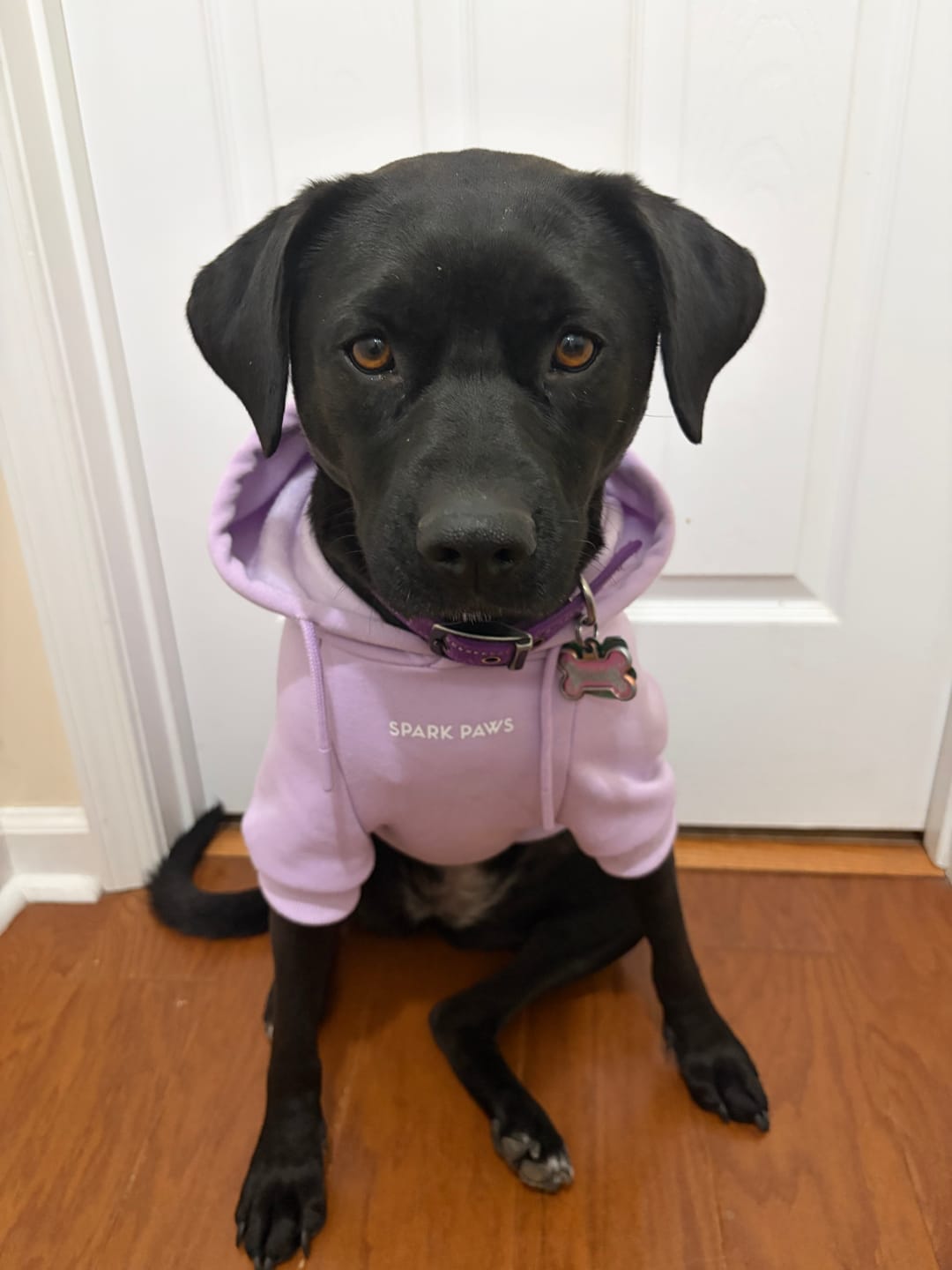 Customer photo review of Essential Dog Hoodie - Lavender