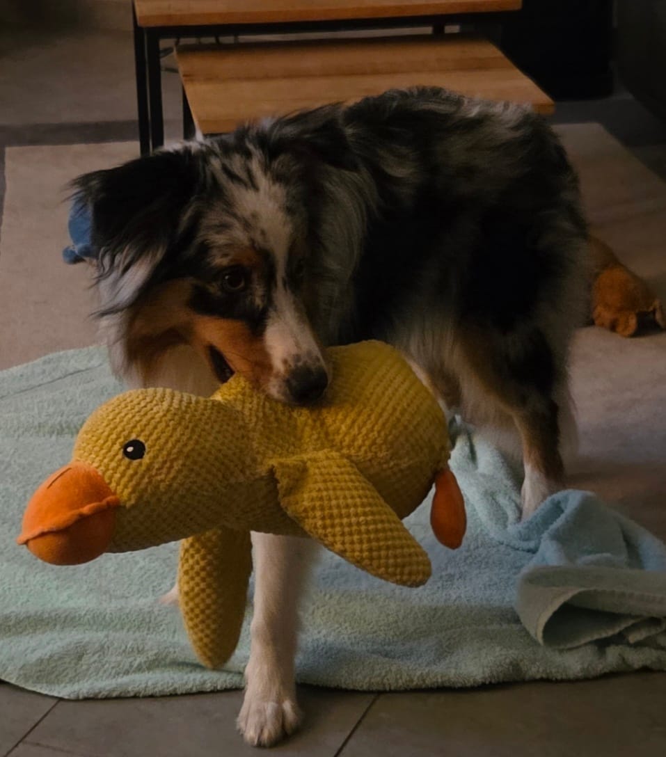 Customer photo review of HappyDuck™ – Anti-stress kosedyr
