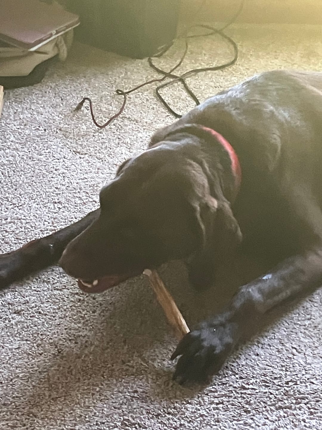 Customer photo review of 6 Inch Gullet Sticks