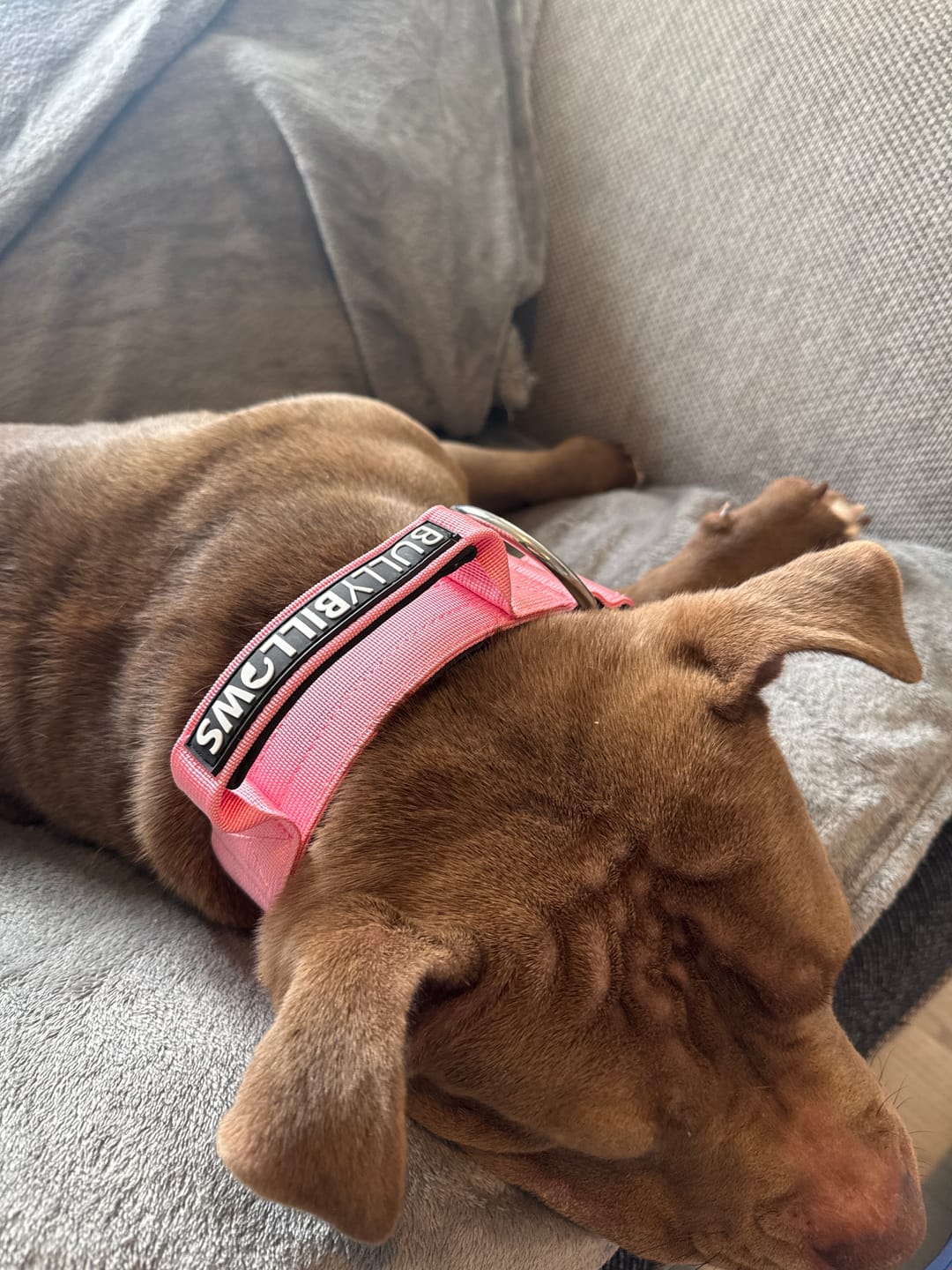 Customer photo review of 5cm Combat® Collar | With Handle & Secure Clip - Pink