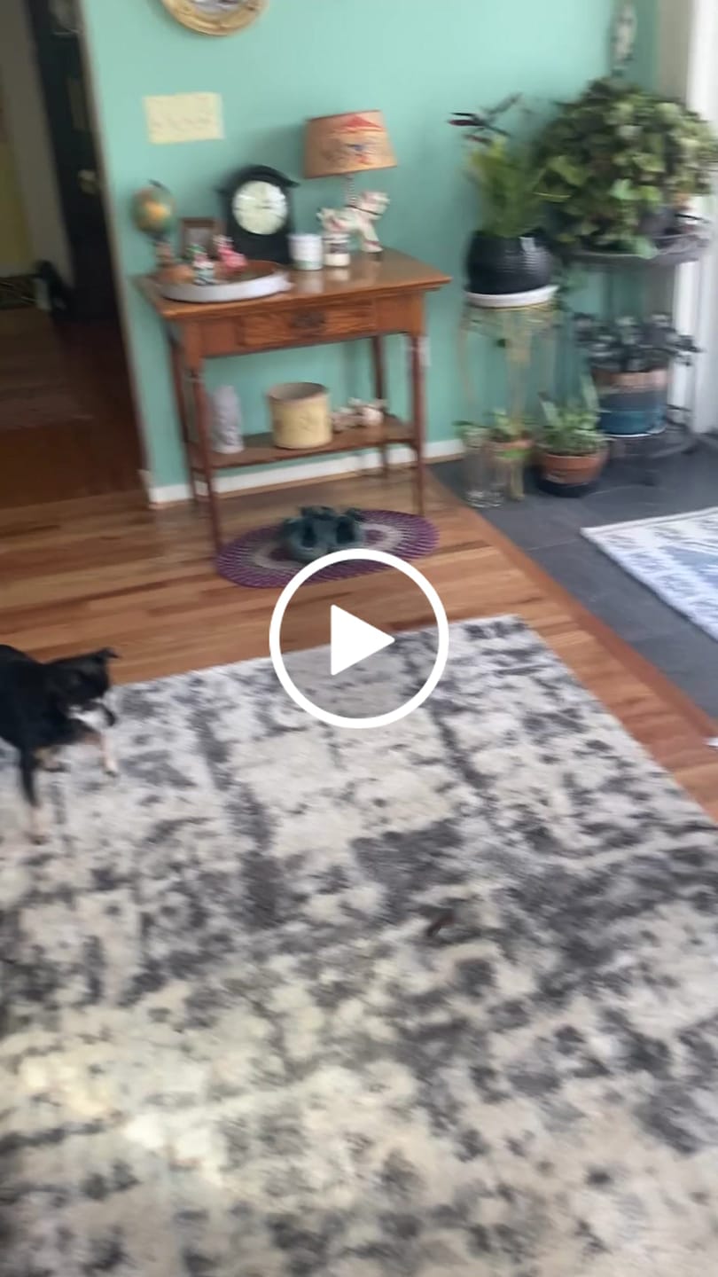 Customer video review of Earthbones Dental Chews For Dogs