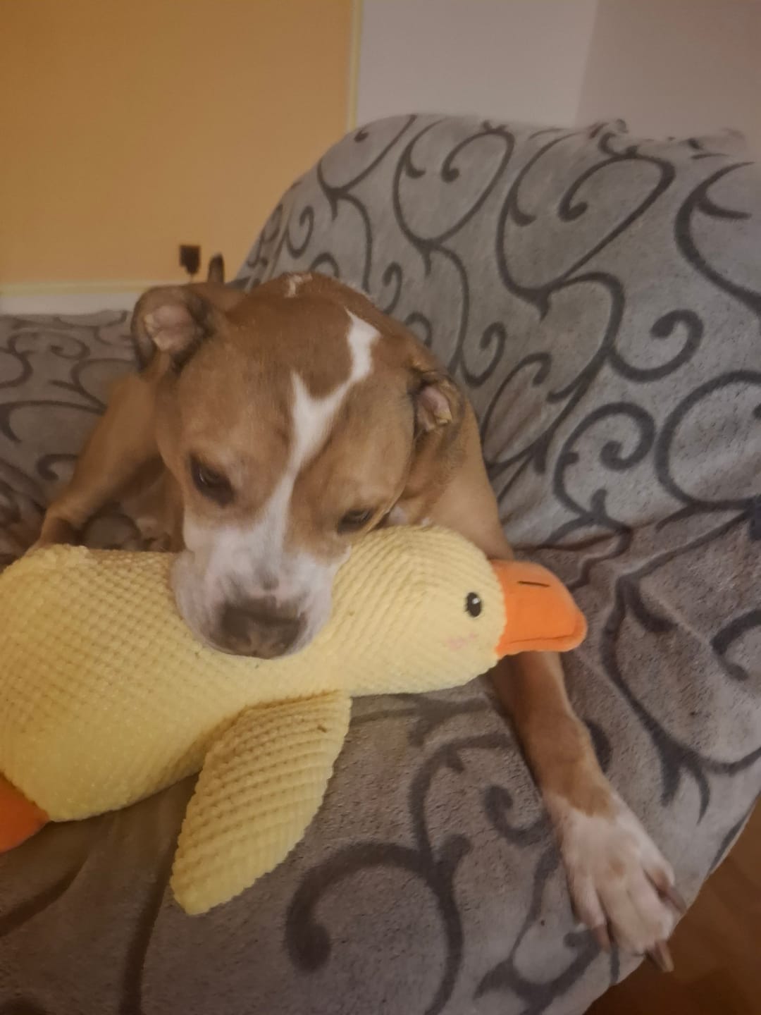 Customer photo review of HappyDuck™ – Anti-stress kosedyr