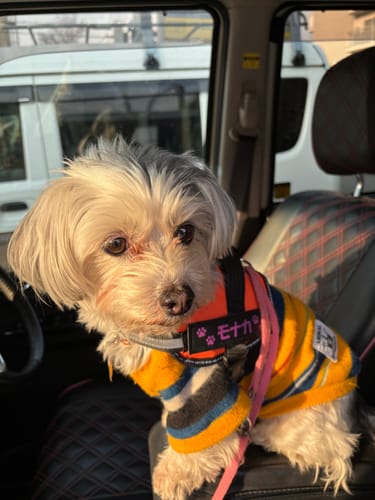 Customer photo review of FunFunPet 高機能ハーネス（お名前タグ作成サービス付き）