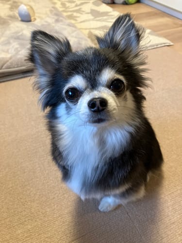 Customer photo review of FunFunPet 高機能ハーネス（お名前タグ作成サービス付き）