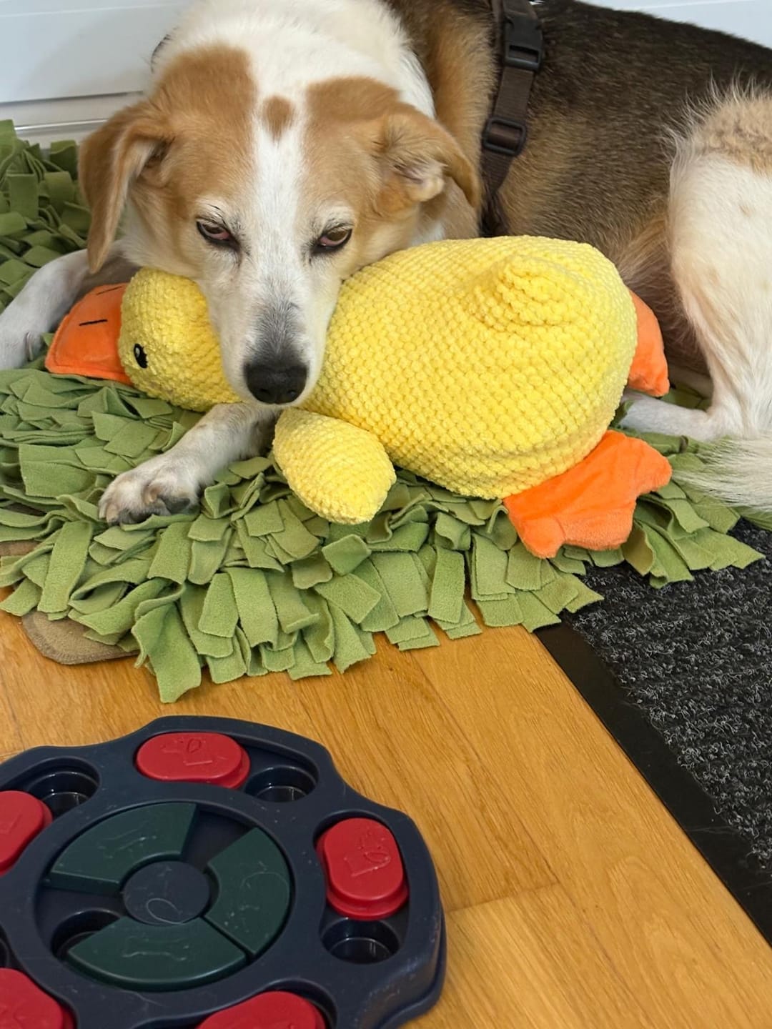 Customer photo review of HappyDuck™ – Anti-stress kosedyr