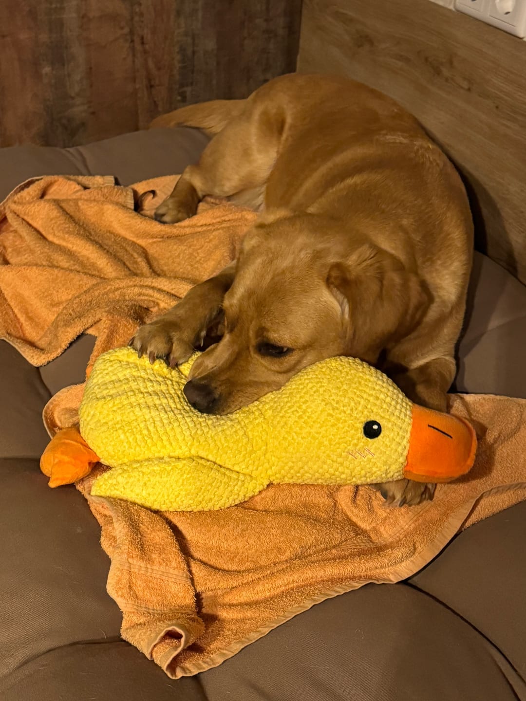 Customer photo review of HappyDuck™ – Anti-stress kosedyr