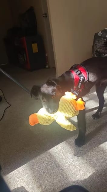 Customer photo review of HappyDuck™ – Anti-stress kosedyr