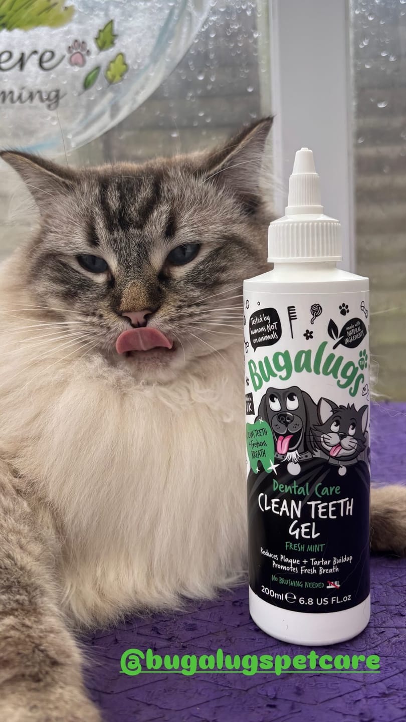 Customer photo review of Dental Care Clean Teeth Gel with Fresh Mint for Dogs & Cats