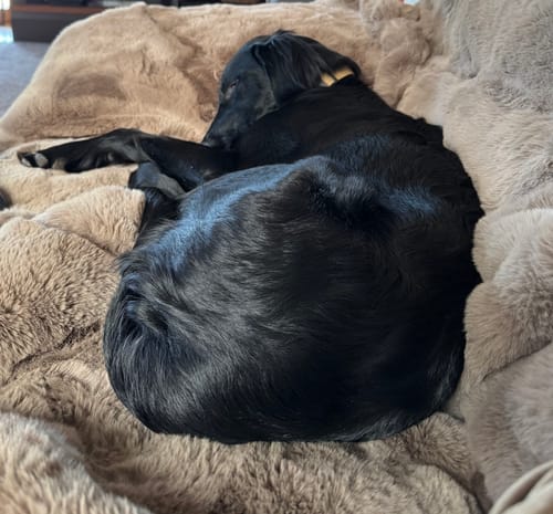 Kundenbewertung mit Foto zu CAILY | Hundedecke & Sofaschutz – Wasserdicht, waschbar & super weich