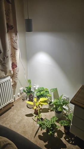 Customer photo review of Claria Grow Light Pendant