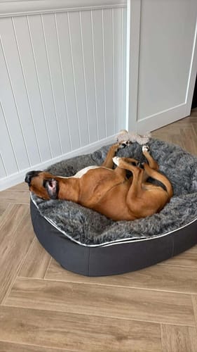Customer photo review of Large Premium Dog Bed Cover