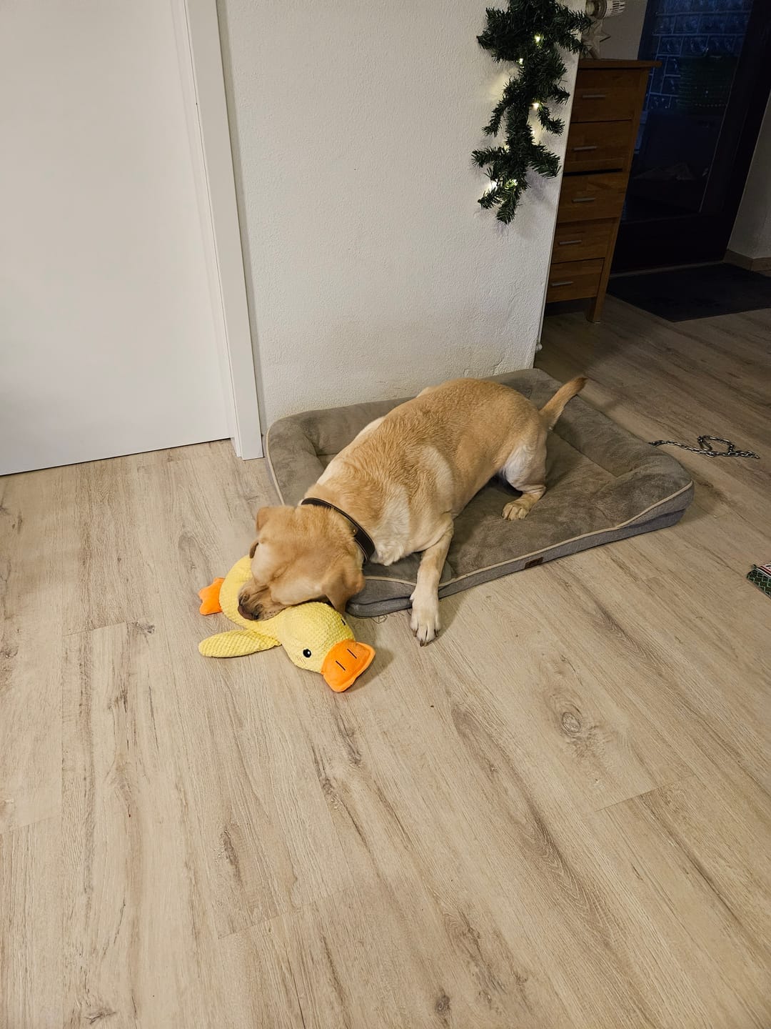 Customer photo review of HappyDuck™ – Anti-stress kosedyr