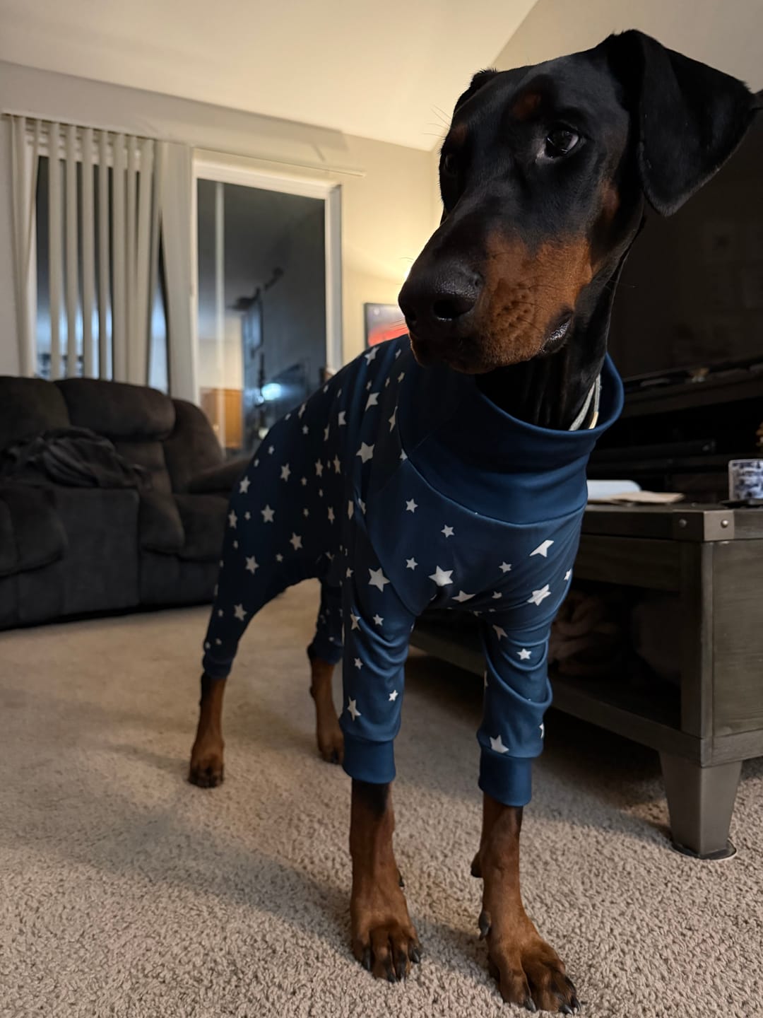Customer photo review of Dog Pajama - Stars