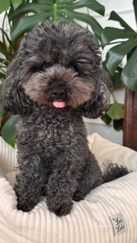 Customer photo review of Divanetto Cotone Righe Beige