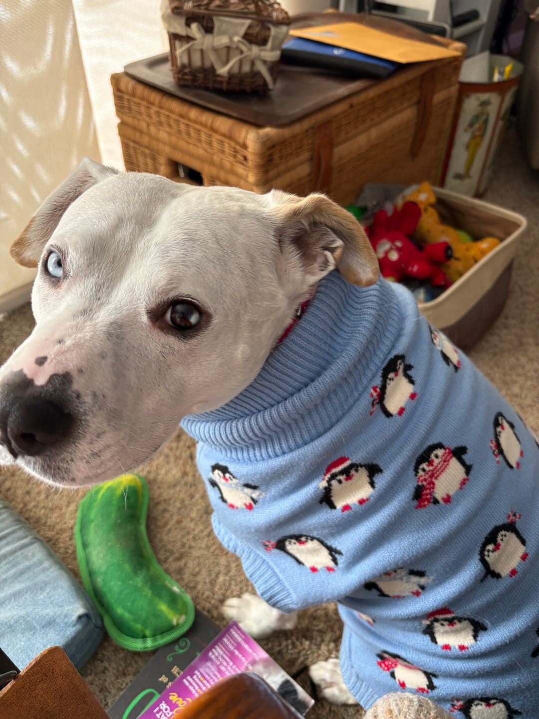 Customer photo review of Dog Sweater - Penguins