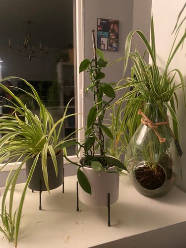 Customer photo review of Mamie-Frog® - Tuteur décoratif