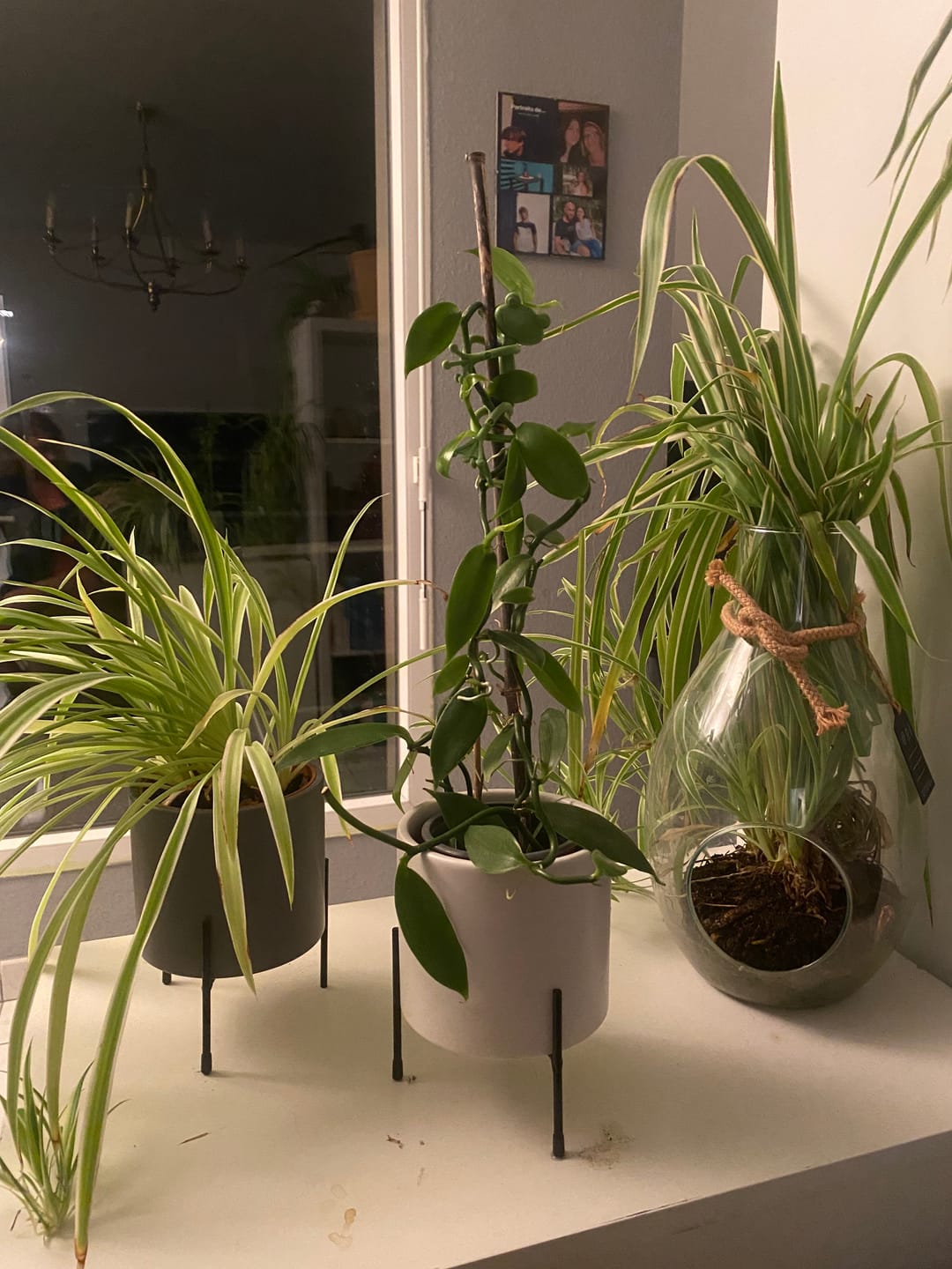 Customer photo review of Mamie-Frog® - Tuteur décoratif