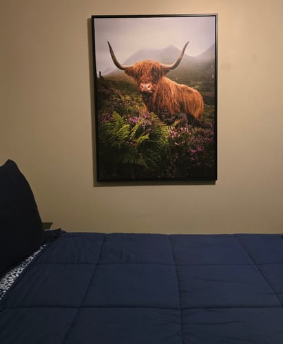 Customer photo review of Funny Scottish Highlands Cow