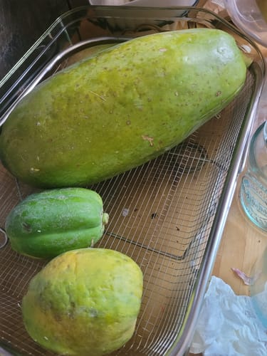 Kunde zeigt unterschiedlich große, grüne Bio-Papayas in einem Metallkorb.