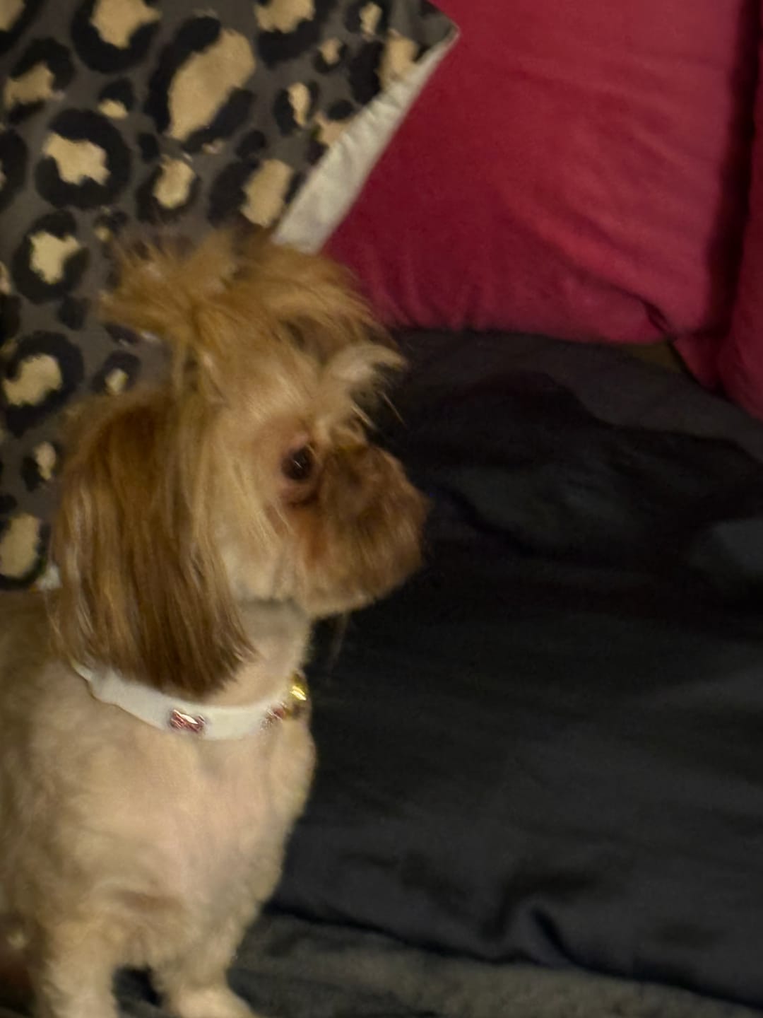 Customer photo review of Boneflex+ Collars Gold